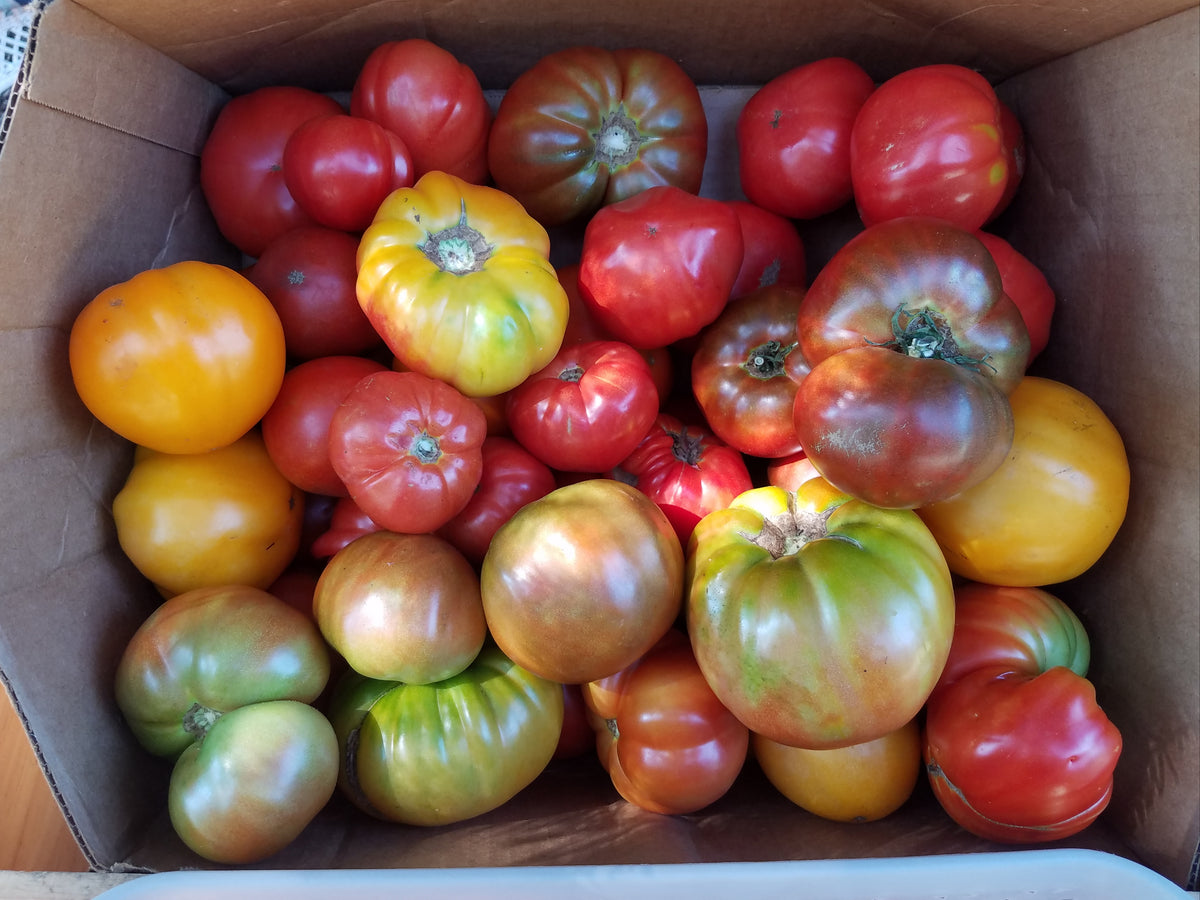 Heirloom Tomatoes per pound The Hines Garden