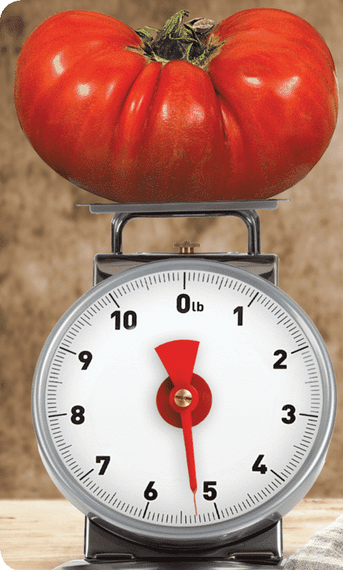 tomato Big Zac Hybrid Tomato - 4