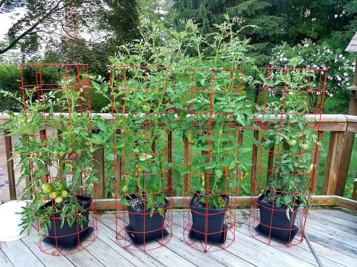 cages for tomato plants in pots Tomato cages for the serious gardener! – The Hines Garden