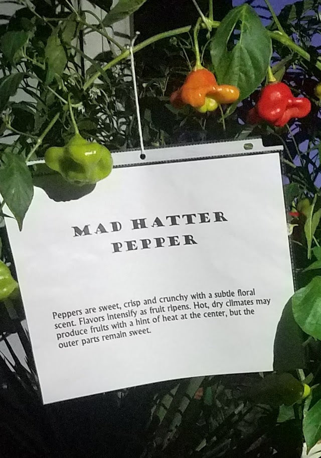 mad hatter plant pot Mad Hatter Pepper- 4