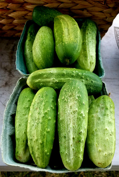 Cucumbers-1 qt- 4-6 pickle/slicers – The Hines Garden