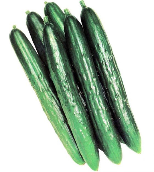 Tasty King Japanese Cucumbers-4" pot