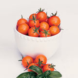 Sun Gold Cherry Tomatoes- 4" pot