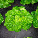 Lettuce, Buttercrunch - per head