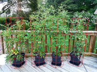 Tomato cages for the serious gardener!