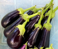 Epic Eggplant- 4" pot