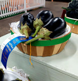 Eggplant- standard large 12 to 16oz