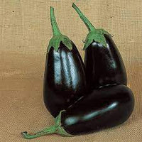 Epic Eggplant- 4" pot