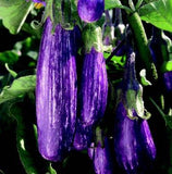 Fairy tale Eggplant-4" pot