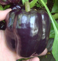 Purple Beauty Bell Pepper - 4" pot