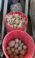 Seed potatoes - per pound