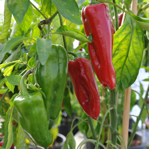 Sweet Red Marconi Pepper - 4" pot