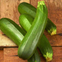 Dark Green Zucchini - 4" pot