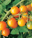 Sun Gold Cherry Tomatoes- 4" pot