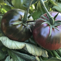Black Sea Man Tomato - 4" pot