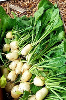 Turnips, Hakurei variety- 1 bunch