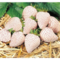 Strawberry "Carolina White Pineberry" - per plant crown