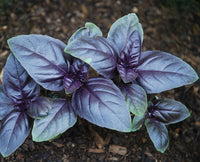 Basil - Amethyst Improved Purple - 4" pot