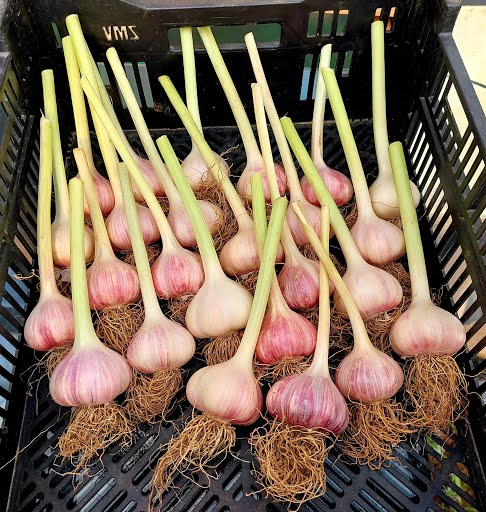 Garlic, freshly picked- bulb