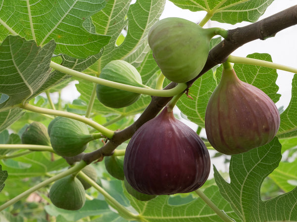 Fig tree- 2 gallon pot