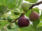 Fig tree- 1 gallon pot
