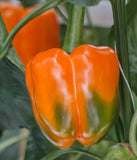 Orange Sun Bell Pepper - 4" pot