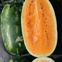 Orange Tender Sweet Watermelon- $4" pot