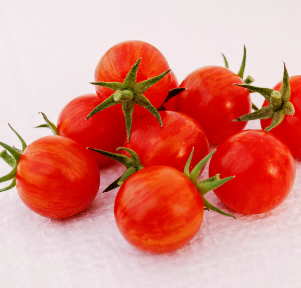 Sparky XSL Cherry Tomato- 4" pot